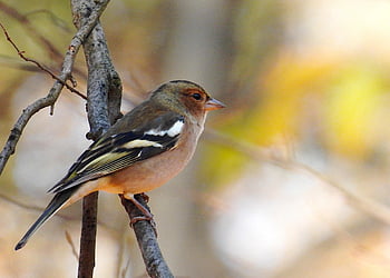 pěnkava obecná, fringilla coelebs, píseň pták, zvíře, peří, větev, posazený, Příroda, pozorování ptáků, ornitologie, křídla