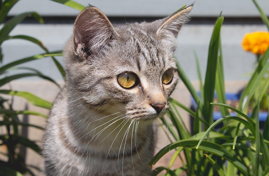 gattino, animale, gatto, giovane, animale domestico, a strisce, occhi, felino