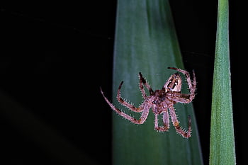spider, arachnid, spider Web, cobweb, web, orb, weaver, insect, bug, arachnophobia, nature