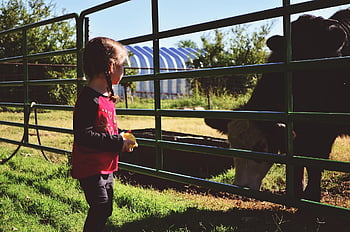 niña, granja, campo, agricultura, paisaje, pasto, naturaleza, granjero, trigo, hierba, tierras de cultivo