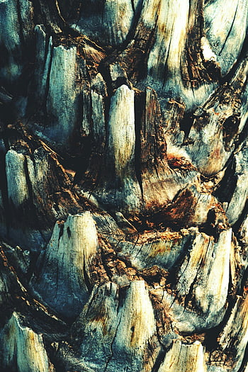 樹皮、 クローズアップ写真、 自然な風合い、 頑丈な表面、 詳細なクローズアップ、 木の質感、 樹皮のテクスチャー、 木の表面、 自然な樹皮、 ツリーのクローズアップ、 樹皮の詳細