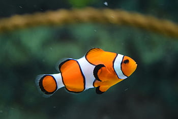 clownfish, jasně oranžová, Bílé klauny, Podvodní stanoviště, klidná pod vodou, zblízka fotografie, oranžová a bílá, Plavecké klauny, mořský život, akvarijní ryby, oceán ryby