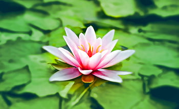 pink lotus, close-up photography, vibrant pink, water lily, blooming gracefully, lush green pond, lotus flower, nature photography, floral photography, pond plants, water plants