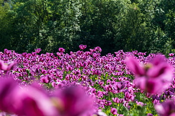 フィールド、 ポピー、 花、 咲く、 バイオレット、 花のフィールド、 ケシ畑、 風景、 ケシの花、 自然