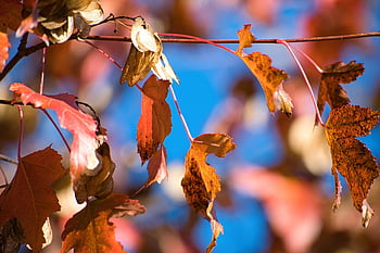 maple, maple Tree, branch, fall, leaves, foliage Coloring, red, brown, flora, nature
