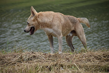 犬、 ペット、 犬歯、 動物、 毛皮、 鼻、 哺乳類、 犬の肖像画、 動物の世界、 屋外、 湖