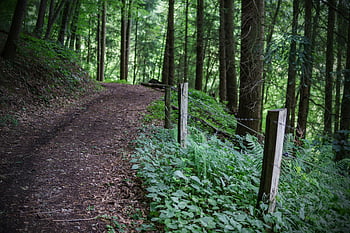 forest pathway, wooden posts, lush green foliage, nature walks, serene forest, forest trail, greenery, outdoor path, natural scenery, wooded path, forest walkway