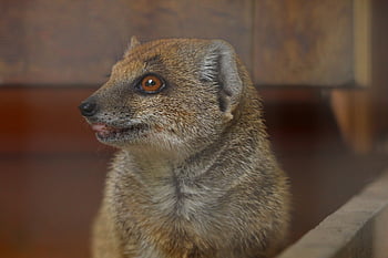 piros meerkat, sárga mongó, állat, emlős, indiai menyét, cynictis penicillata, vadállat, vadvilág, Vadaspark, természet, állati világ