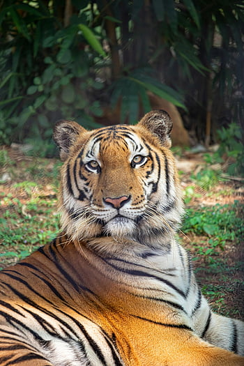 Tiger, bengalischer Tiger, sitzender Tiger, Gras, Nahansicht, Streifen, intensiver Blick, Sonne, Tierwelt, Natur, Tier