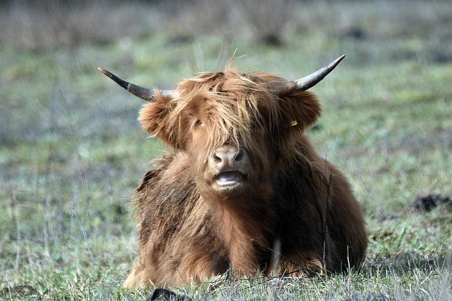 cattle, horns, animal, breeding, agriculture, agritourism, pasture, nature, cow