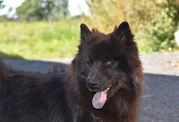 cane, Eurasier, animale domestico, eurasier femminile, razza primitiva Eurasier, portafortuna, Compagno di camminata, Orecchie a punta, animale, ritratto, eurasier plou