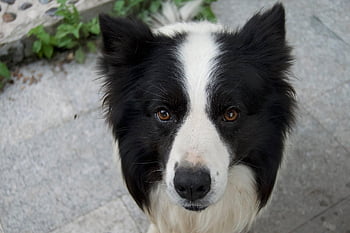 dog, puppy, pet, canine, animal, nature, northern Breed Group, doggy, looking, happy, cute