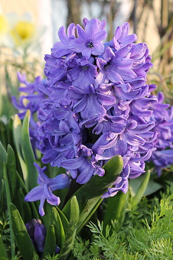 hyacinty, jarní květiny, fialový květ, začátek jara, narcis, jaro, Příroda, fialový, brzy bloomer, zblízka, jarní probuzení