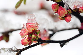 snow, plum Blossom, winter, spring, nature, beautiful, clean, red, flower, plant, garden
