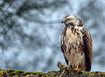 káně, pták, zvíře, Příroda, zobák, peří, fauna, raptor, dravé ptáky, volně žijících živočichů, Ai generováno