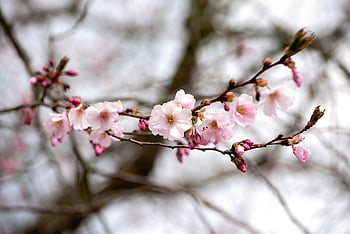 japanese Cherry Blossom, nature, tree Blossoms, spring Awakening, pink, tree, bloom, cherry Blossoms, branch, branches