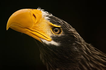 steller's Sea Eagle, bird, animal, feathers, plumage, beak, bill, bird Watching, ornithology, animal World, nature