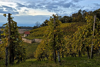 vineyard, wine Growing, grapevines, hillside, agriculture, saale-unstrut, freyburg, germany, nature, landscape, viticulture