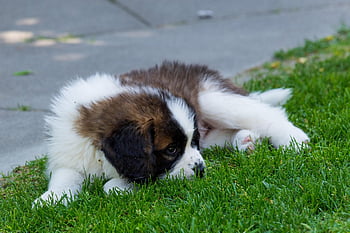 dog, animal, puppy, saint Bernard, switzerland, domestic Animal