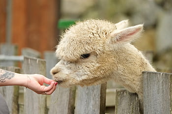 alpaca, alb, natură, cap, mână, a hrani, animal, drăguţ, Tiergarten