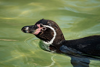 penguin, antarctic, snow, cold, animal, bird, swim, wing, black Feathers, emperor Penguin, colony
