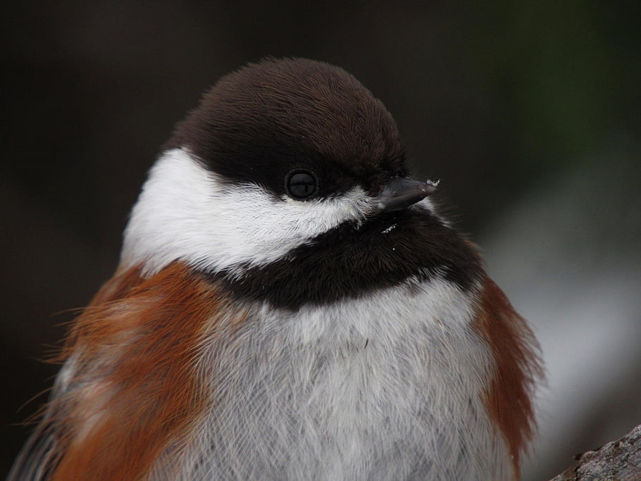 chestnut-backed Chickadee, bird, chickadee, animal, perched, wildlife, plumage, avian, songbird, feathers, nature