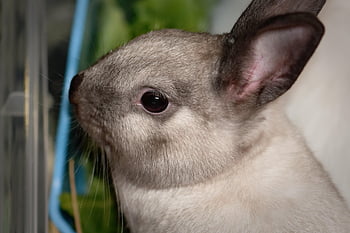 dwarf Rabbit, color Dwarf, domestic Animal, rabbits, dwarf Bunny, rabbit, cute, animal, easter Bunny, easter, charming