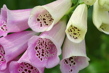 květiny, foxgloves, jedovatá rostlina, léčivé rostliny, skořápky, bahno, Dárkový plán, toxický, květenství, květ, náprstek
