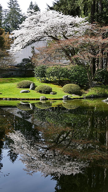 japonská zahrada, nitobe, pamětní, Třešňový květ, odraz, vancouver, ubc