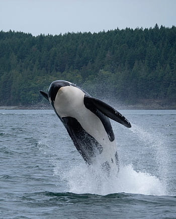 orca whale, jumping out of water, breaching, Salish Sea, spectacular view, marine life, wildlife photography, ocean, nature, black and white, dolphins
