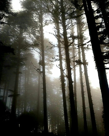 tall leafless trees, dense forest, ethereal mist, bare trees, mystery, solitude, foggy forest, tall trees, forest mist, dense woods, misty woods