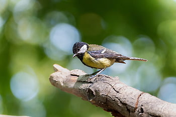 old Tree, tree, birdwatching, outdoors, forsythia, hd Wallpapers, little Bird, great Tit, mönchengladbach, nature, cute