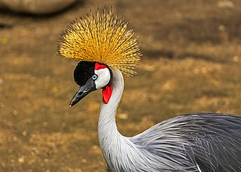 šedá korunován jeřáb, detail, elegantní peří, nápadný hřeben, divoký, šedý a bílý pták, fotografování ptáků, Příroda, volně žijících živočichů, zvíře, jeřáb