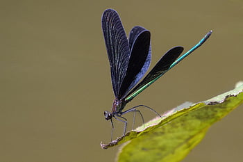 dragon-fly, atrocalopteryx Atrata, insect, close Up