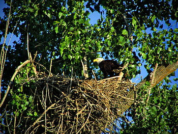 bald Eagle, eagle, bird, raptor, usa, nature, animal, feather, beak, bill, nest