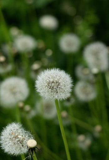 flowers, dandelions, wildflowers, seeds, beautiful Flowers, seed Head, flower Background, blowball, common Dandelions, bloom, blossom