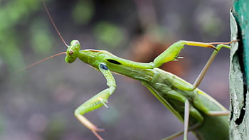 mantide, insetto, natura, macro, mantide religiosa