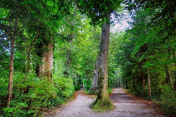 forest, trail, fork In The Road, path, trees, deciduous Trees, nature, landscape, woods