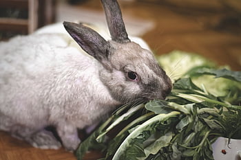dwarf Rabbit, color Dwarf, domestic Animal, rabbits, dwarf Bunny, rabbit, cute, animal, easter Bunny, easter, charming