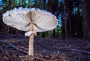 deštník, slunečník, obří schirmling, houba, divoké houby, podzim, houba na mytí, výtrus, lesní podlaha, podlaha, les