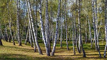 Natur, Wald, Bäume, Laub, Birke, Betula, Flora, Park