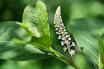 ασιατικό pokeweed, Ινδικό Pokeweed, κινεζικός, άνθηση, λουλούδι, όμορφα λουλούδια, λουλούδι ταπετσαρία, σχέδια, φόντο λουλουδιών, φύση, μπουμπούκια
