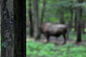 spider, web, spider Web, arachnid, arachnology, arthropod, insect, bug, cobweb, fauna, animal