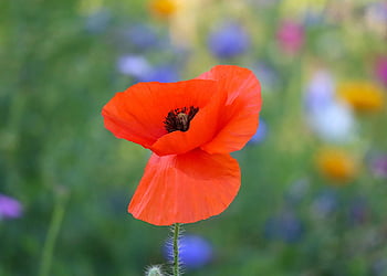 floare rosie, inflori, petale, natură, papaver rhoeas, maci, luncă, botanică, planta sălbatică, vară