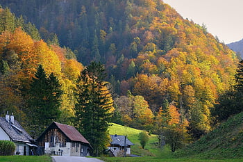 hus, bosetting, trær, skog, skogen, fjellene, natur, falle, flerfarget, landskap