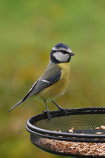 eurasian Blue Tit, bird, songbird, birdfeeder, nature, fall, garden