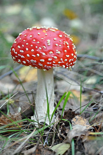 mushroom, fungus, fungi, toxic, mycology, nature