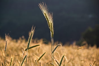 žito, obilí, obilné pole, Nálada osvětlení, zlatý, letní, zemědělství, oříznutí, jídlo, Příroda, špice