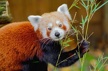 red Panda, animal, lesser Panda, mammal, wildlife, wild Animal, bamboo, fur, nature