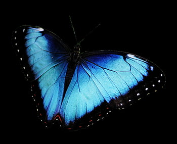 motýlů, modrý motýl, Motýl Png, Transparentní pozadí motýlů, pro web, pro photoshop, hmyz, Příroda, detail, makro, makro fotografie
